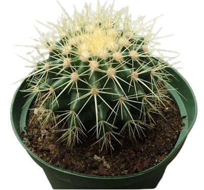Golden Barrel Cactus